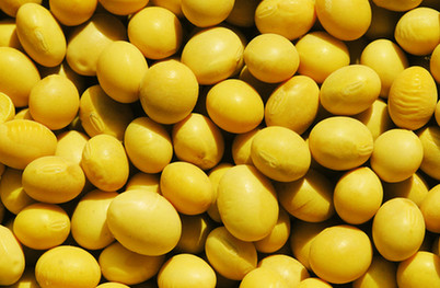 日本糧商控制近兩成中國(guó)大豆進(jìn)口?